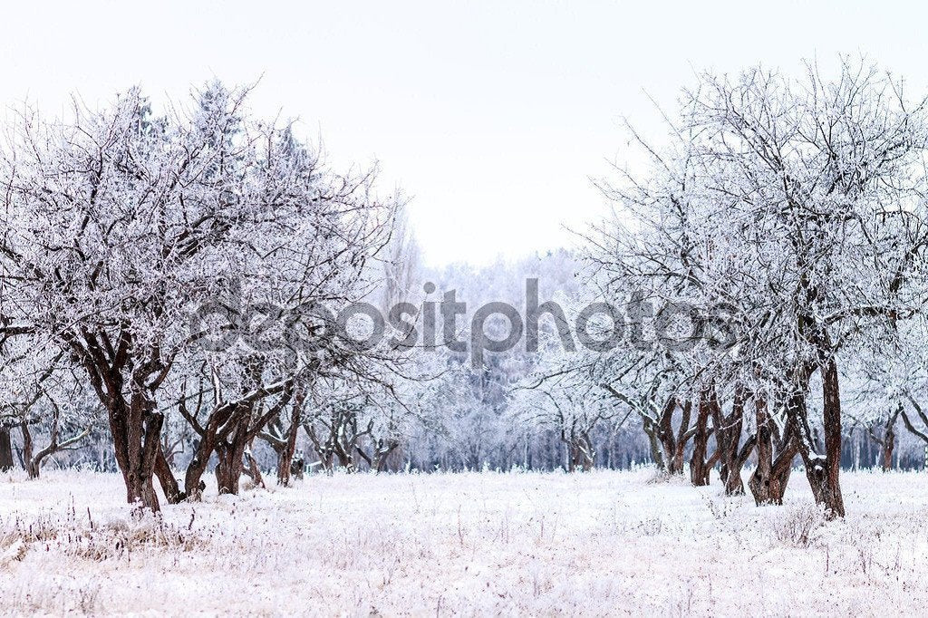 Frosty Apple Tree Winter Garden  Backdrop